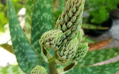 Aloe getting ready to bloom