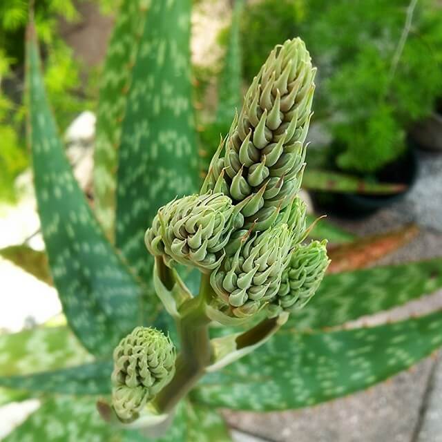 Aloe getting ready to bloom