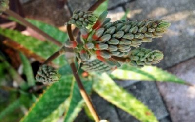 Aloe update. Still blooming.