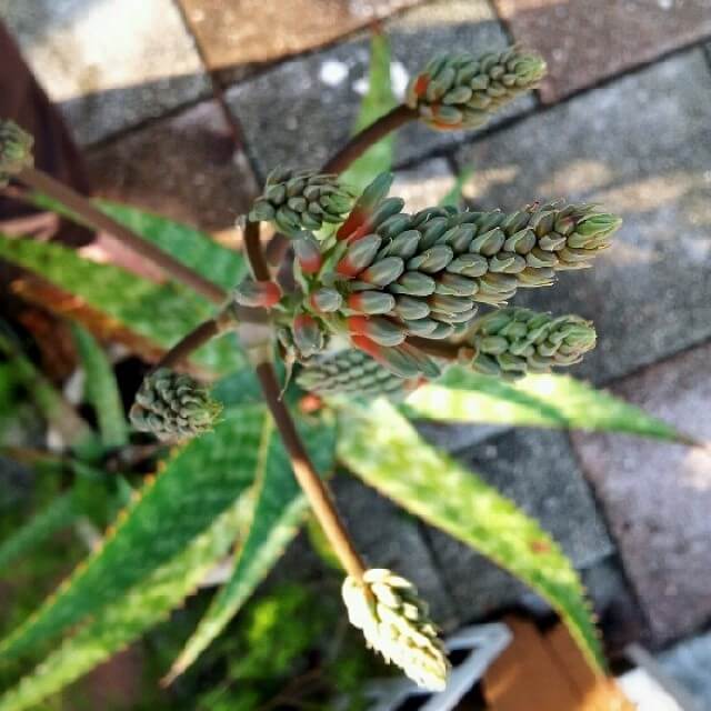 Aloe update. Still blooming.