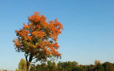 Experiencing fall