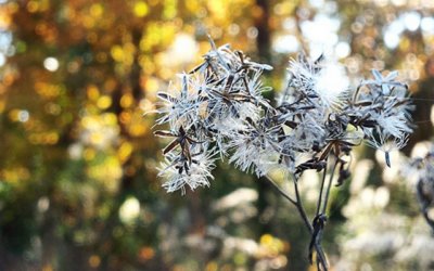 Fall fluffy