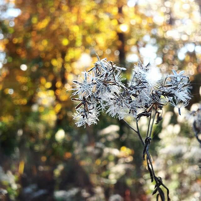 Fall fluffy