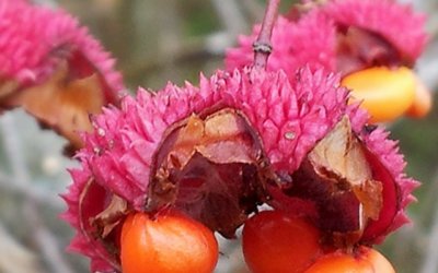 Strange berry. Not eating it!