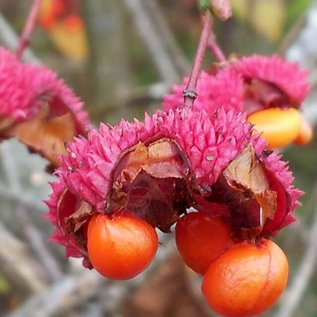 Strange berry. Not eating it!