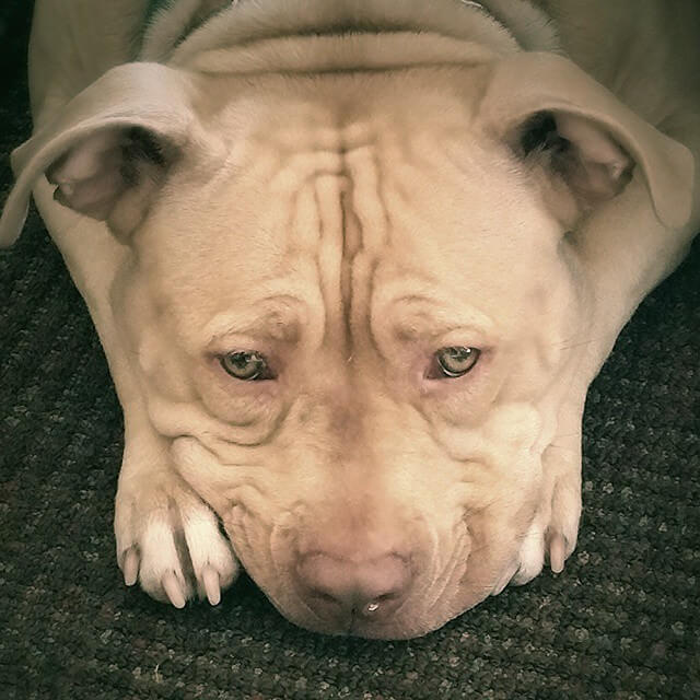 Peaches the Pooch at IHOP