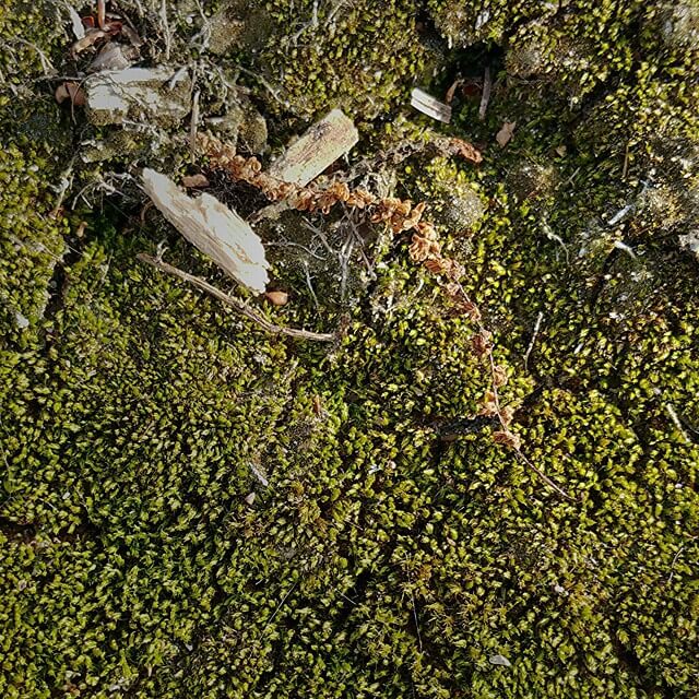 Mossy texture after work