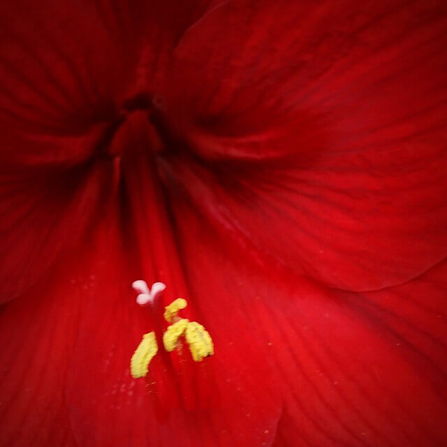 Red lilies are here!