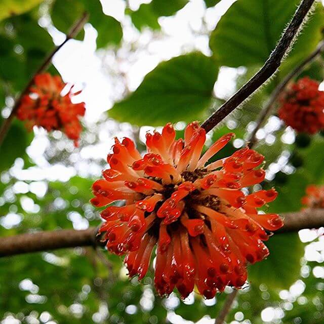 Strange spikey gumballs.